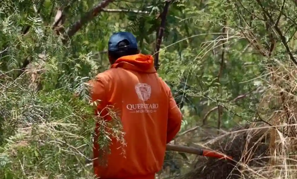 Retiro de lirio en el Querétaro 2000 concluirá la próxima semana