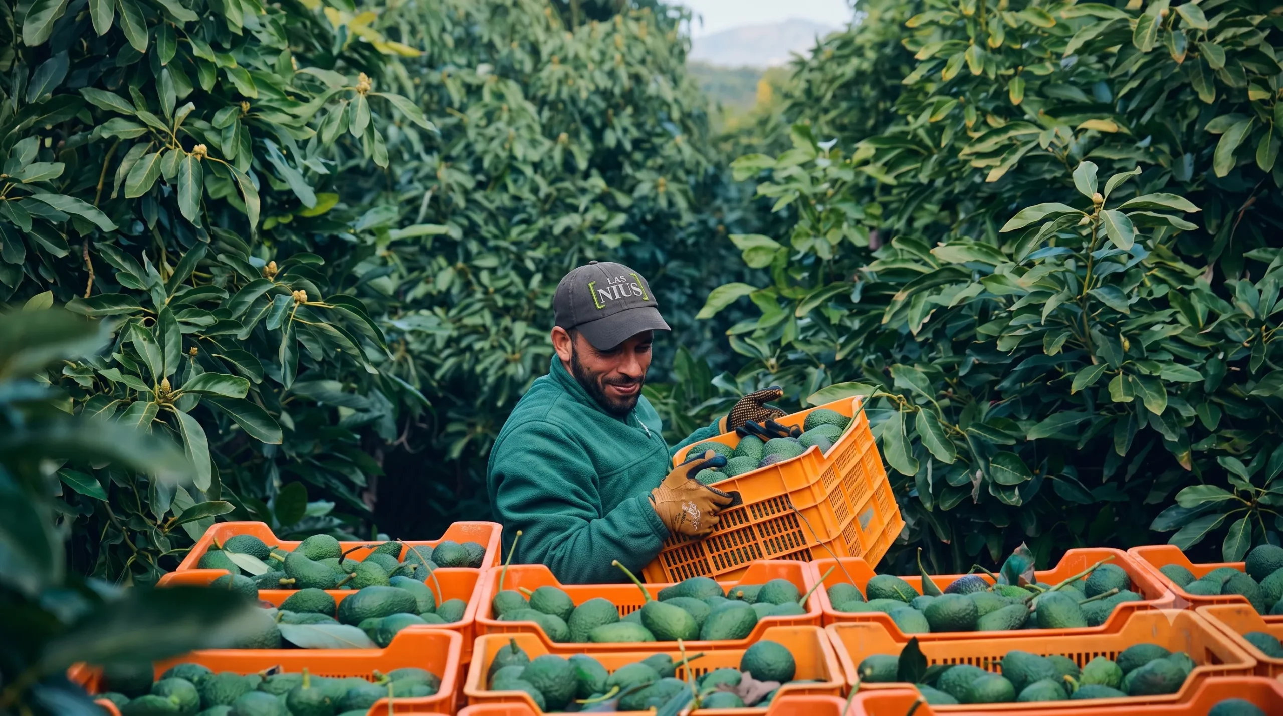 El cártel del aguacate: EU cierra frontera por amenazas