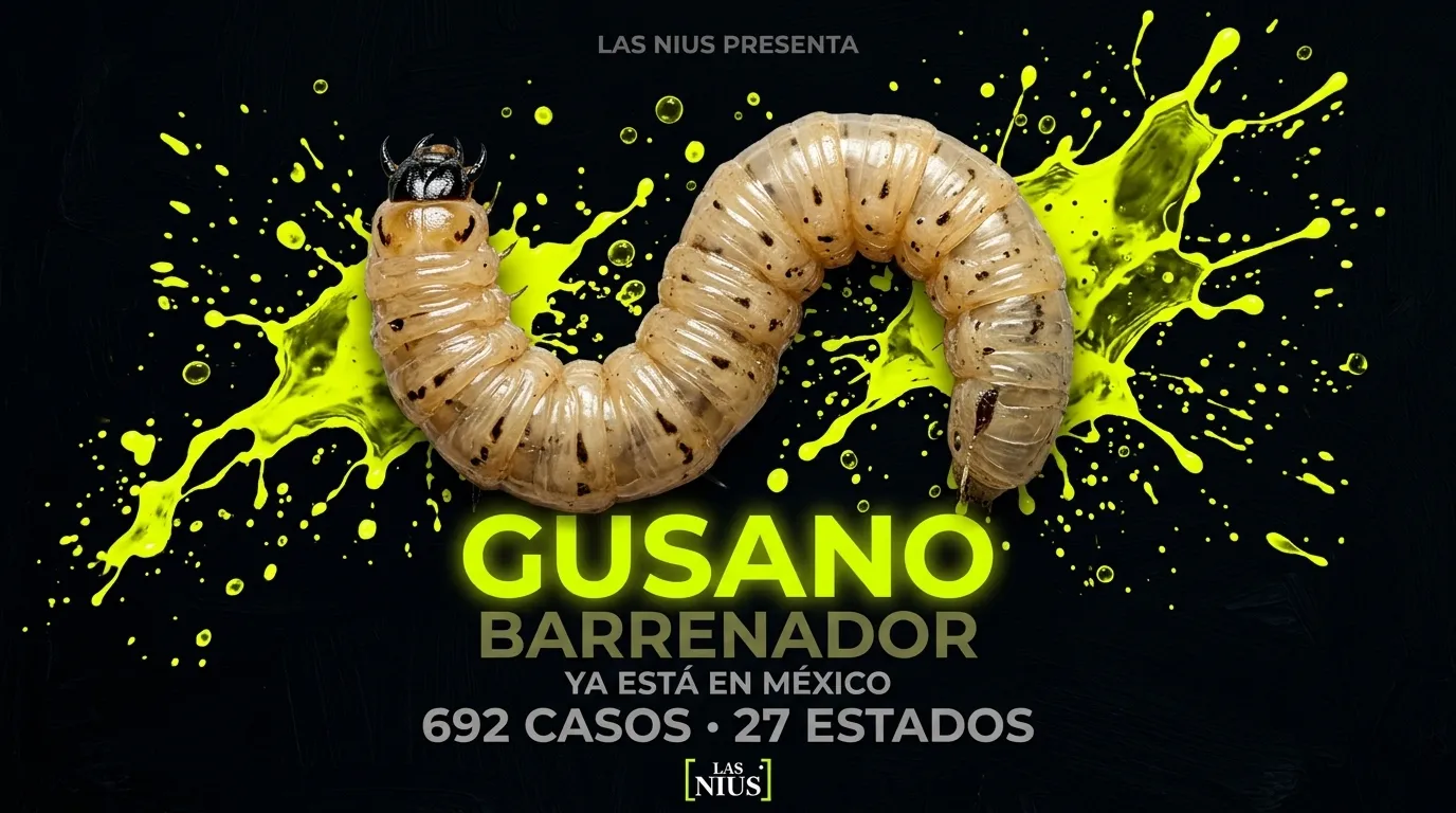 Gusano barrenador se multiplica: 692 casos en el país