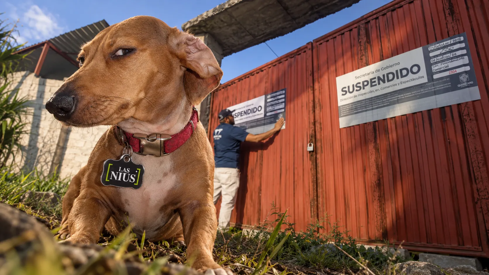 Sellan pensión canina pirata tras denuncia en Juriquilla
